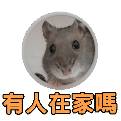 Ah Bao-Hamster out of the gate