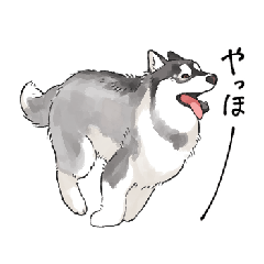 ハスキーのウルリ