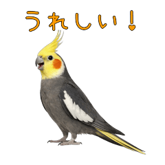 カメインコのみかん君