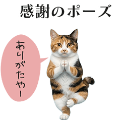 ヨガ猫.