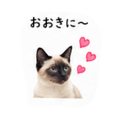 猫好きさんのシャム猫　関西弁編