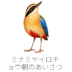 ミナミヤイロチョウ朝のあいさつ