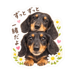 ゆるきゅん♡ダックス♡ブラックタンコンビ