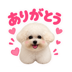 白プードルスタンプ