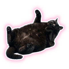 【ふわふわ】ムチムチ黒猫