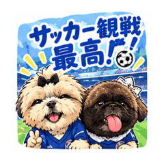 シーズーとペキニーズのサッカー観戦