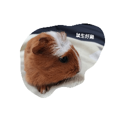 yishan_20190222214934