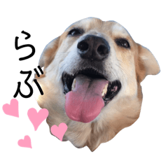 ロキシー 〜 柴犬ボーダーコリーミックス犬