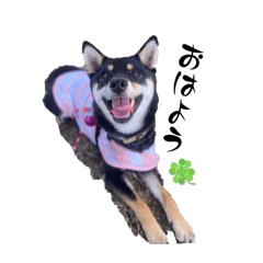 ちび怪獣ころ【黒柴】（挨拶⑴）