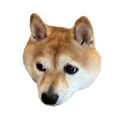 豆柴ちびすけ003