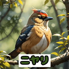 Snowball Bird Emotions