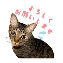 保護猫オリエちゃん