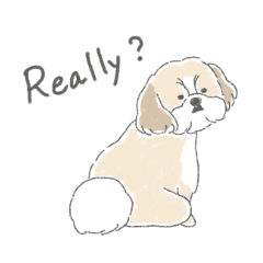 シーズーとのかわいい毎日