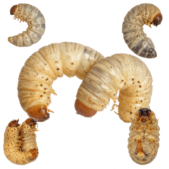 カブトムシの幼虫　実写