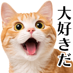 愛を叫ぶ猫