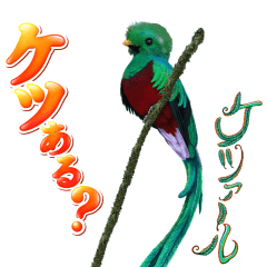 イッテQ！珍獣スタンプ ～コスタリカ編～