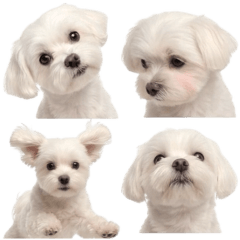 かわいい動物スタンプ♡03