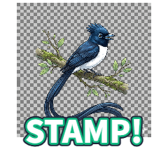 Paradise Flycatcher