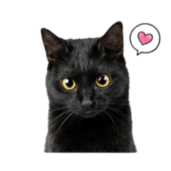 Black cat the best