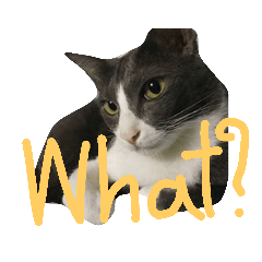 CAT leta_20190403200753