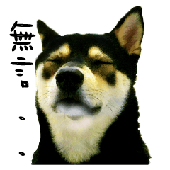 Shiba Inu(Kudi)-Daily Life Chapter 1