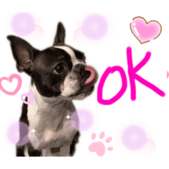 Boston terrier Nory stamp2