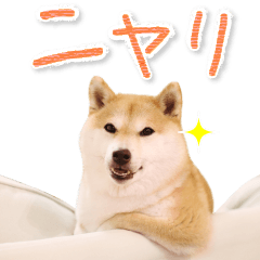 柴犬だいふくの毎日モフモフ