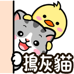 Douhua cat-Daily Life Animated