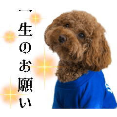 犬／トイプードル③