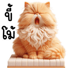 Fluffy, cute Persian orange cat