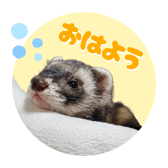 フェレット＆ハムスター.tt