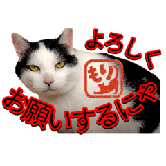 フォトグラファー森下芳信の可愛い猫写真