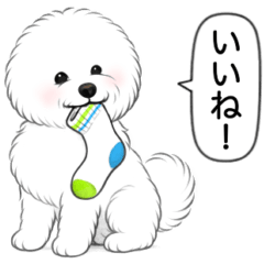 ビションフリーゼ(アフロカット)