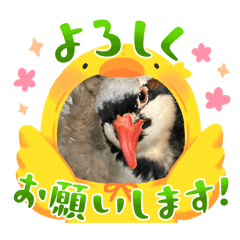 イワシャコのひとこと2