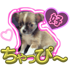 ちわわのちゃっぴー
