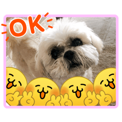 ☺可愛いシーズー