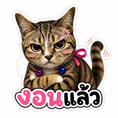 Cat Aueng Narakkk