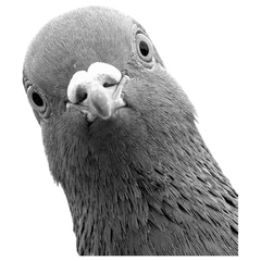 BIG! 【モノクロ】鳩３