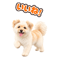 ぽめぷーのらる