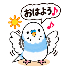 セキセイインコ　そらちゃんの毎日スタンプ