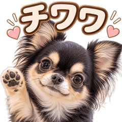 とびだす★チワワ♡カフェ♡犬 いぬ わんこ