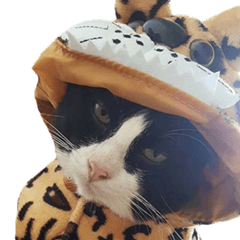 Black (Thai Temple Shorthair)