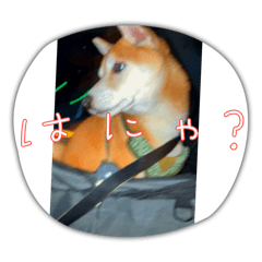 愛犬こたろうちゃんスタンプ