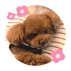 トイプードルのノアちゃん②