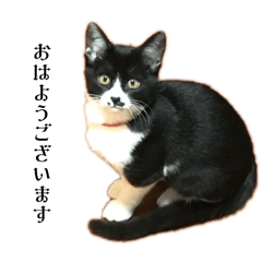 飼い猫達の日常スタンプ