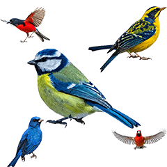 色んな野鳥　カラフル実写