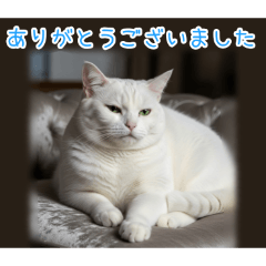 [ありがとうございました専用]おでぶ猫