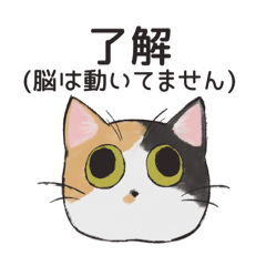 きょむねこ〜