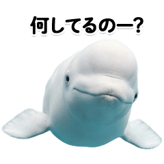 ずっと使えるシロイルカ