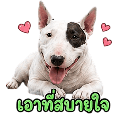 Cute Bull Terrier V.1